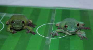 Евро-2016: российские жабы назвали победителя матча Англия-РФ