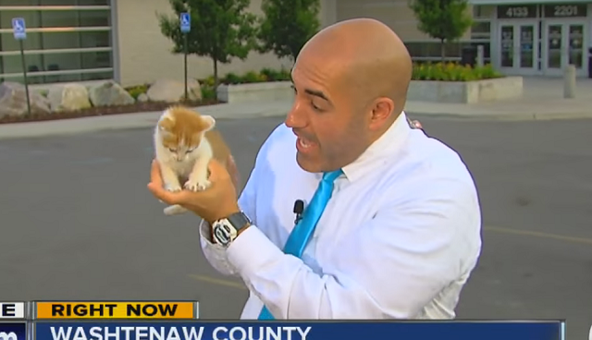 Настырный бездомный котенок в США стал звездой телевидения: опубликовано видео