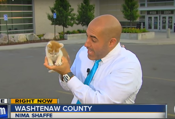 Настырный бездомный котенок в США стал звездой телевидения: опубликовано видео