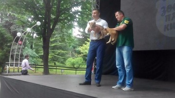 Тигренок побузил на презентации Кличко: опубликовано видео