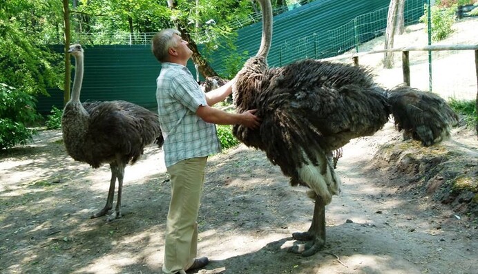 Появились потешные фото страусов Януковича
