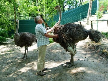 Появились потешные фото страусов Януковича
