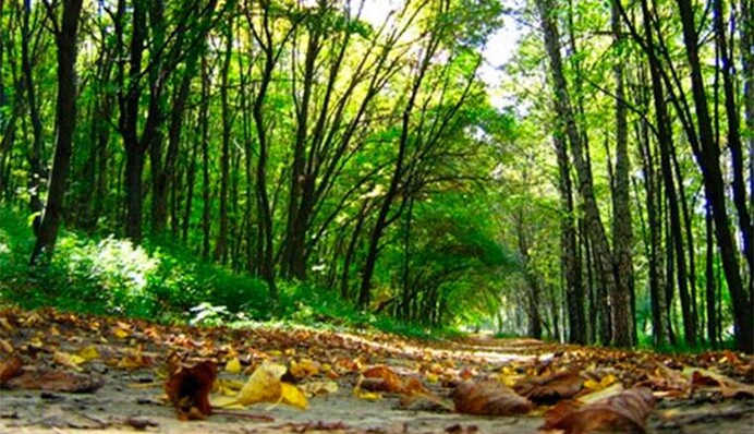 Бой за лес – кто в Украине будет отвечать за лесное хозяйство?