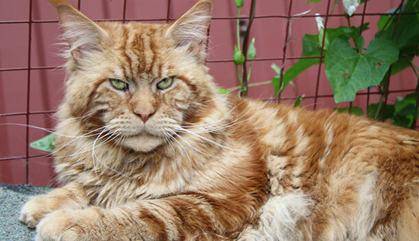 Сети впечатлило фото самого большого кота Киева