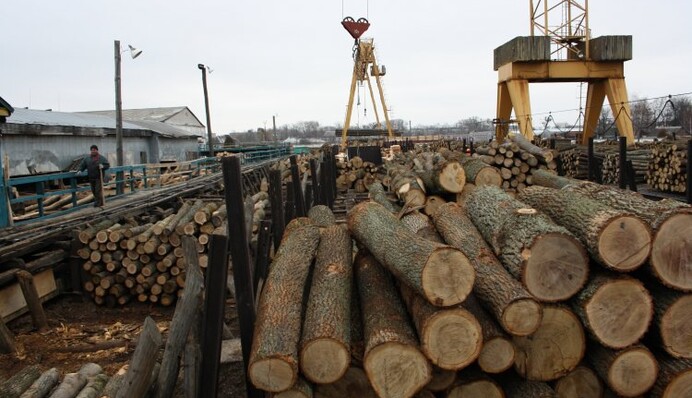 Контрабанда древесины: как в Украине будут бороться с вырубкой леса