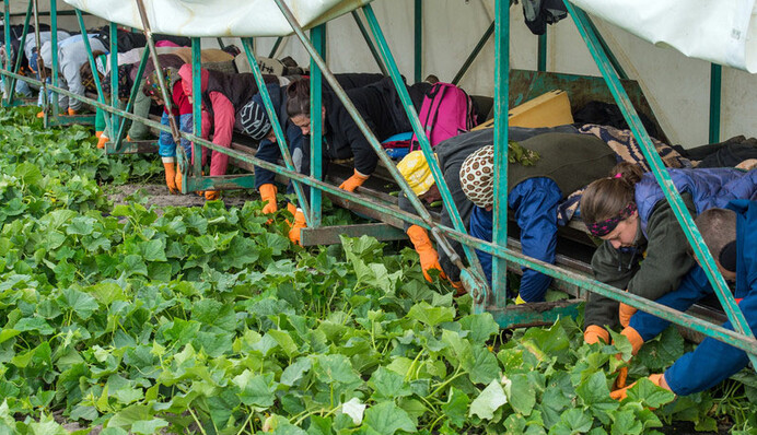 Наши за границей: в Европе заинтересованы в нелегалах из Украины