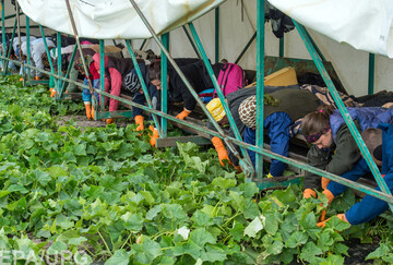 Наши за границей: в Европе заинтересованы в нелегалах из Украины