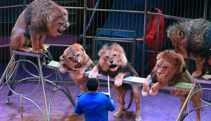 Цирк без тварин: до чого призведе заборона чотирилапих артистів