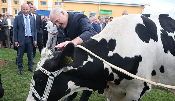 Почему Лукашенко поочередно бодает двух коров