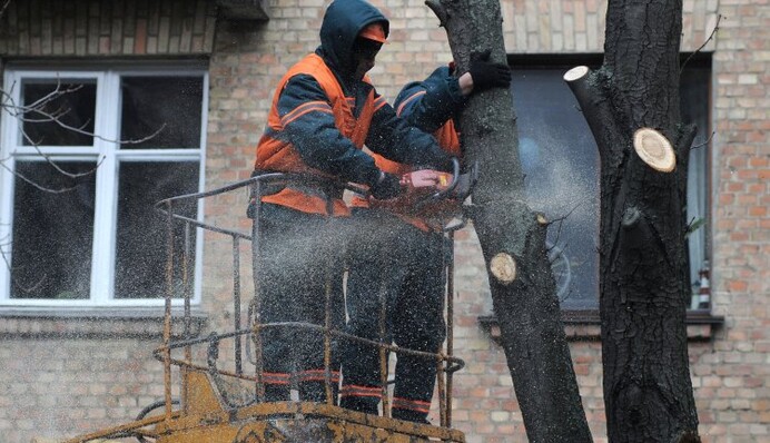 Весенний распил бюджета: зачем деревья превращают в 