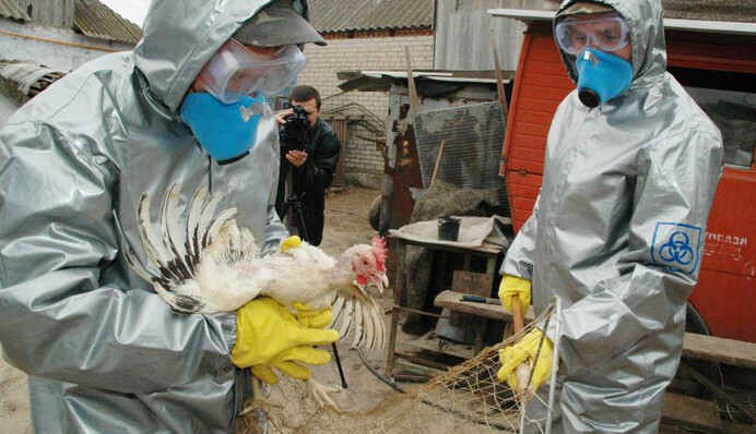 Птичий грипп возвращается: украинские производители курятины теряют миллионы