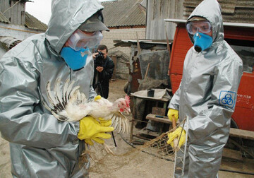 Птичий грипп возвращается: украинские производители курятины теряют миллионы