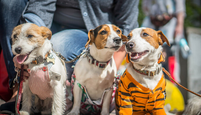 Центр Киева заполонили собаки знаменитой породы: яркие эксклюзивные фото