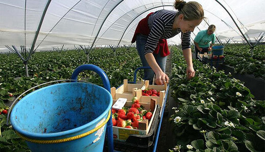 Украинцы уже могут работать в ЕС без виз: что нужно знать