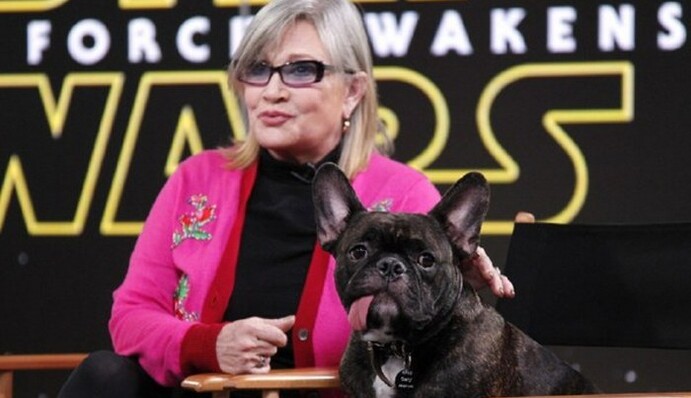 Сеть растрогала собака умершей звезды 