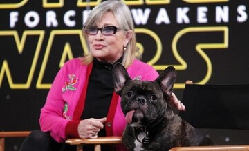 Сеть растрогала собака умершей звезды 