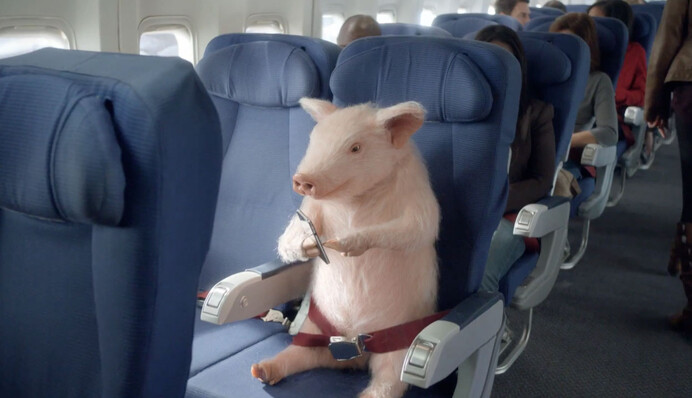 Летела одинокая свинья: в России ярко высмеяли один из путинских запретов