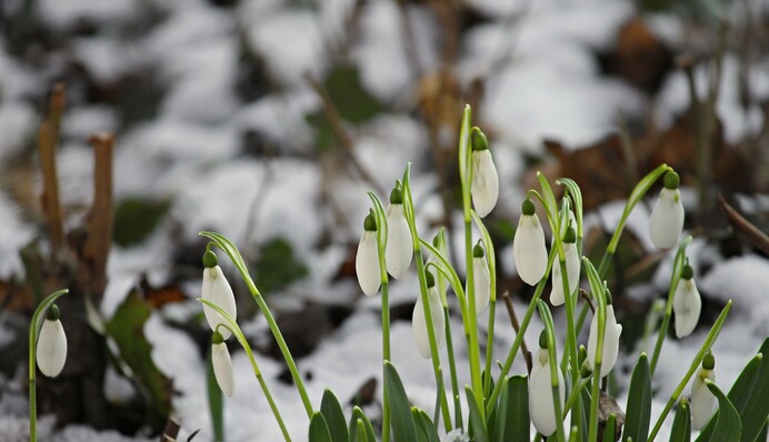 Сніг у березні та інші сюрпризи: коли до України прийде справжня весна
