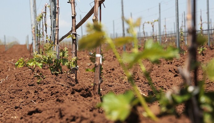 Винные войны в банковском измерении: когда все средства хороши, чтобы не платить долги по кредиту