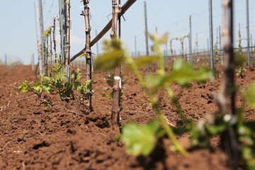 Винные войны в банковском измерении: когда все средства хороши, чтобы не платить долги по кредиту