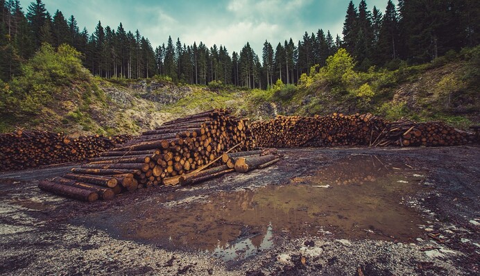 Лес на экспорт: кто и как уничтожает богатство страны
