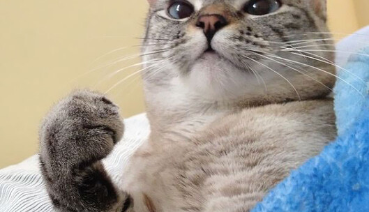 Всемирный день кошек: самые популярные коты интернета