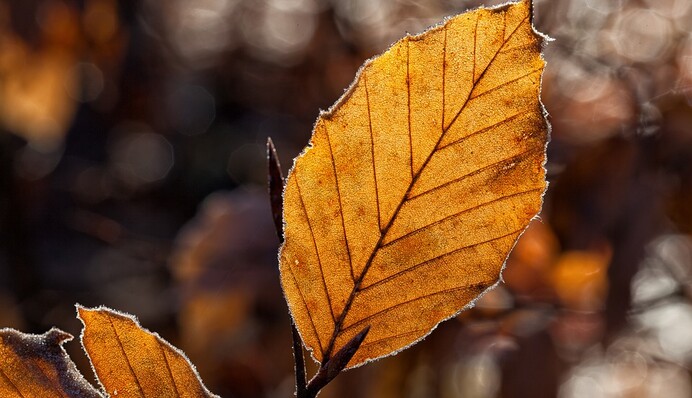 1 сентября: поздравления с первым днем осени
