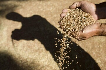 "Мыльный пузырь" Вадатурских: почему "Нибулон" скрывает свое финансовое положение