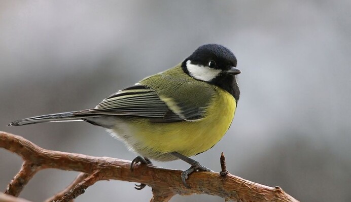 Какой праздник 12 ноября: что отмечают в этот день