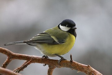 Какой праздник 12 ноября: что отмечают в этот день