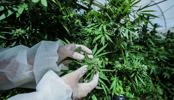 Медичні наркотики: парламент проти, але є варіанти