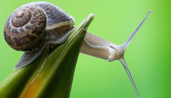 Торжество неторопливости и день рождения Виктора Гюго: какой сегодня праздник