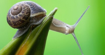 Торжество неторопливости и день рождения Виктора Гюго: какой сегодня праздник