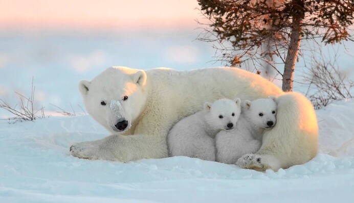 День белого медведя и именины Михаила: какой сегодня праздник