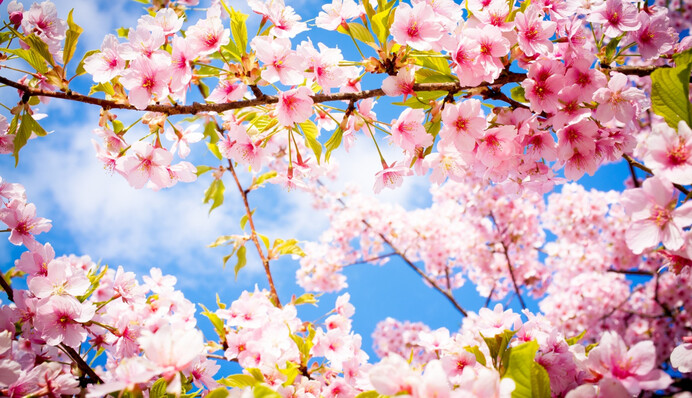 Начало весны и Всемирный день комплимента: какой праздник 1 марта