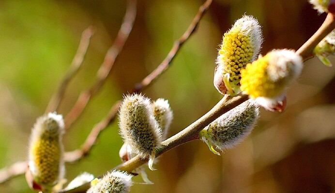 Невже довгоочікуване тепло: синоптики розповіли про погоду на вихідні