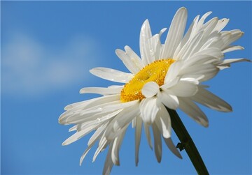 День борьбы с туберкулезом и именины Ивана: какой праздник 24 марта