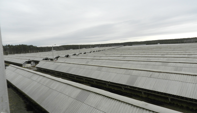 Мифы и реальность норковых ферм в Украине