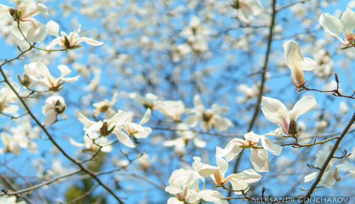 Завораживаю­щее зрелище: в Киеве цветут магнолии, эксклюзивные фото