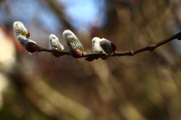 Вербное воскресенье и именины Марии: какой праздник 14 апреля