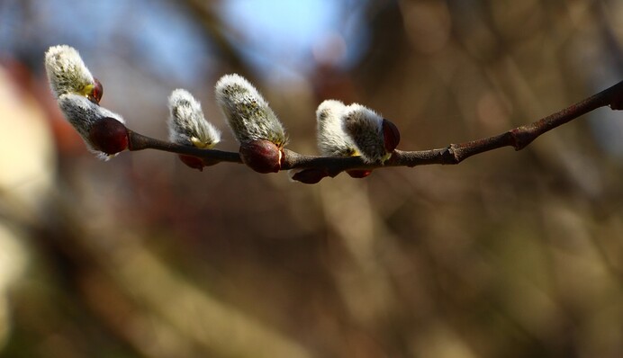 Вербное воскресенье и День рождения королевы Елизаветы II: какой праздник 21 апреля