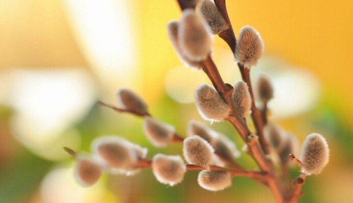 Вербное воскресенье: история праздника и приметы