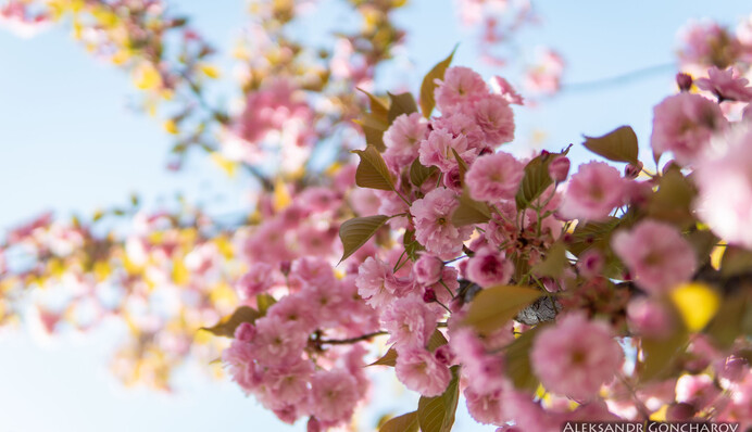 Дивовижна ніжність: у київському парку розпустилася сакура, заворожуючі фото