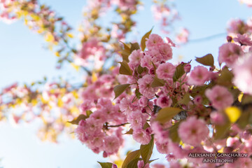 Дивовижна ніжність: у київському парку розпустилася сакура, заворожуючі фото