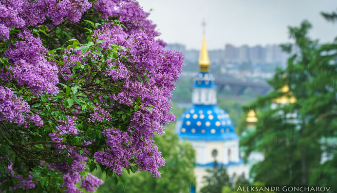 Буйство красок: в ботсаду пышно цветет сирень, восхитите­льные фото