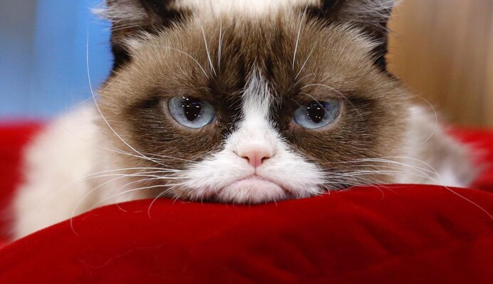 Умерла самая известная кошка интернета, кот-мем Grumpy Cat: в сети волна скорби