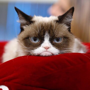 Умерла самая известная кошка интернета, кот-мем Grumpy Cat: в сети волна скорби