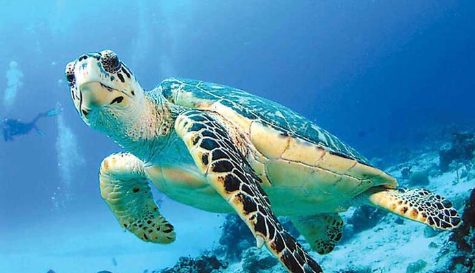 Всемирный день черепахи и именины Василия: какой праздник 23 мая