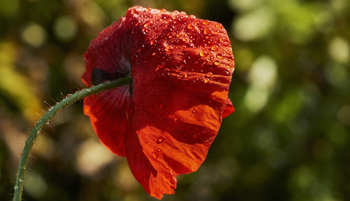 Спека +33 з грозами: синоптики розповіли про погоду на перші вихідні літа
