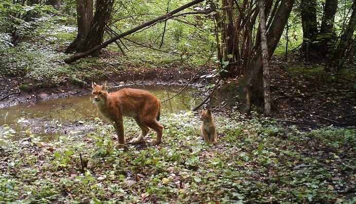 Спецпроект Netflix показал возрождение природы в Чернобыле: уникальные кадры